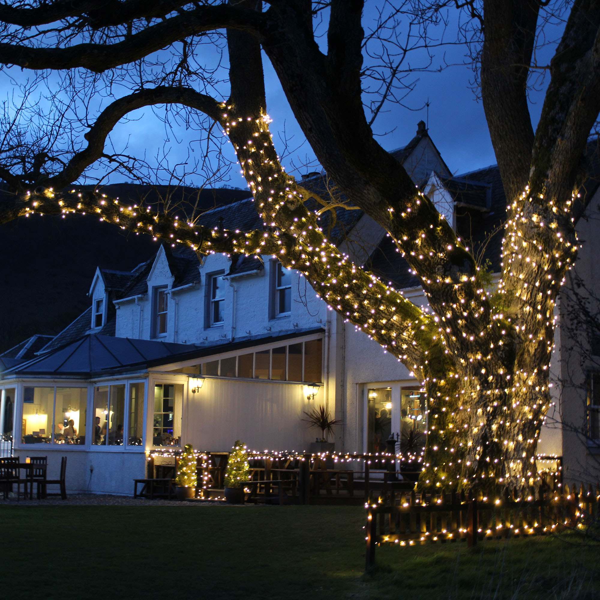 4 ways to install Christmas lights on an outdoor tree