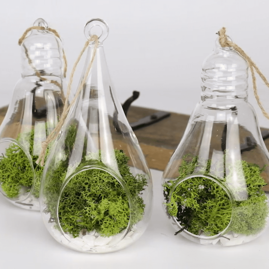 Make Your Own Hanging Glass Terrariums – In 4 Easy Steps